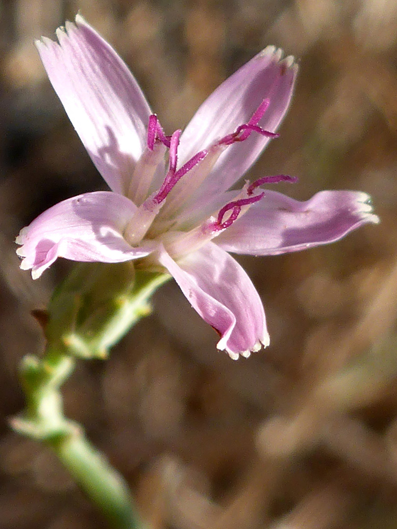 Pale pink flowerhead