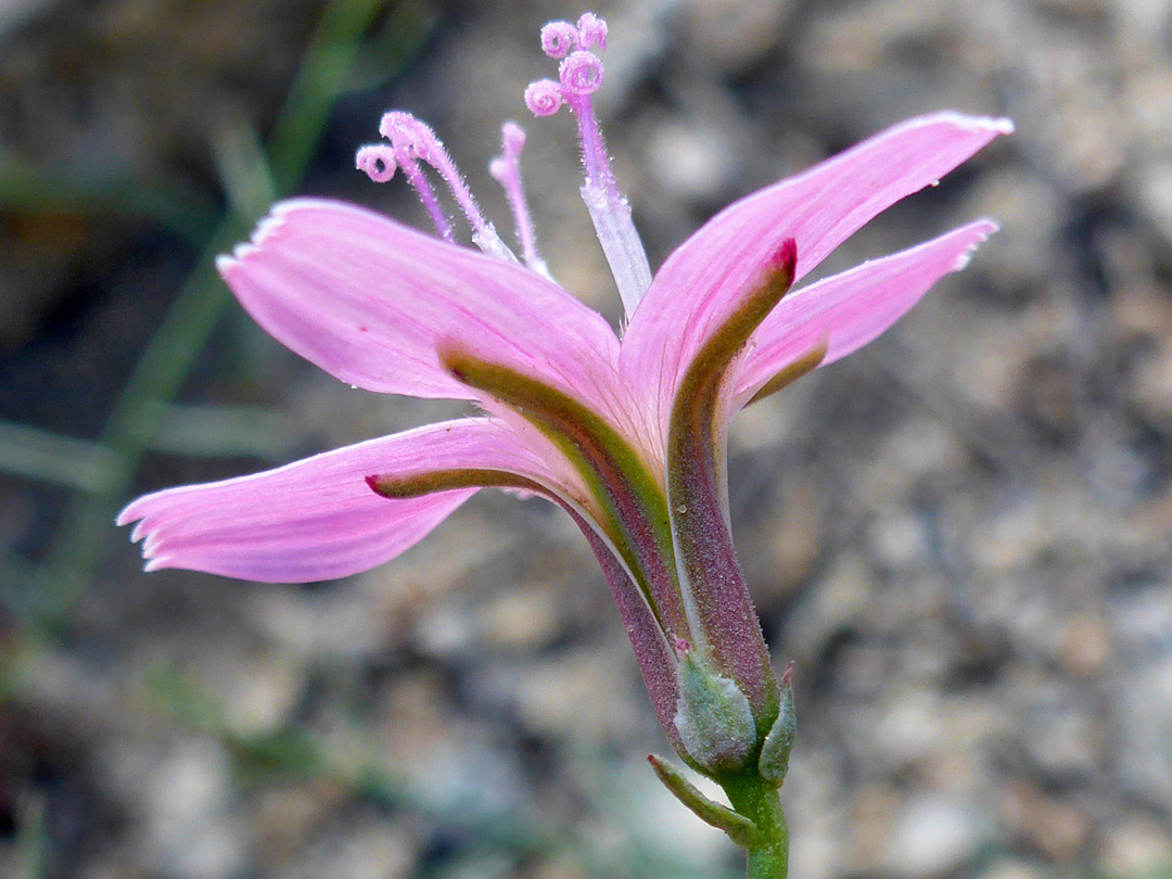 Florets and phyllaries