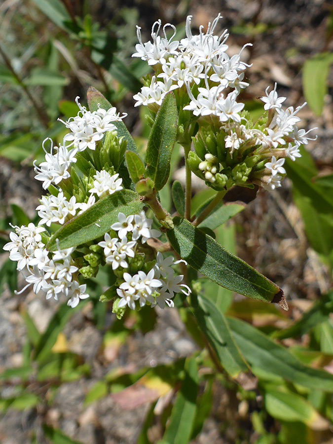 Flowers and leaves