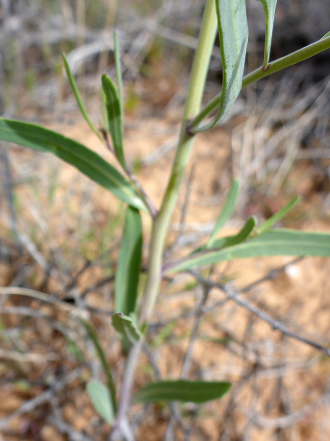 Stem leaves