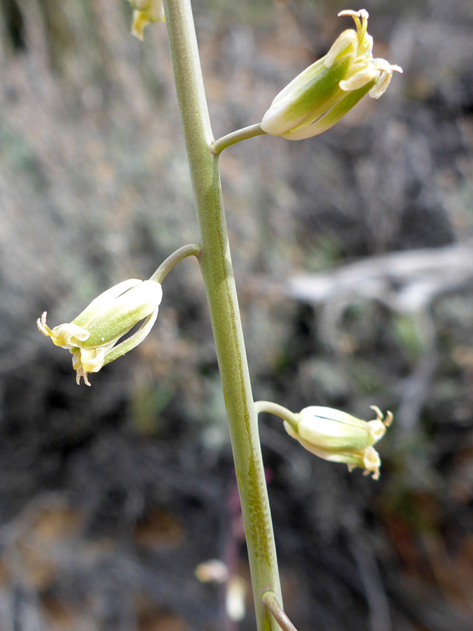 Three flowers