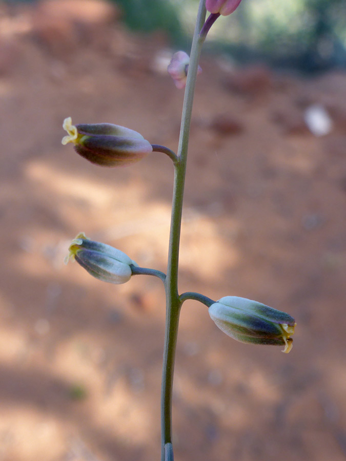 Widely-separated flowers