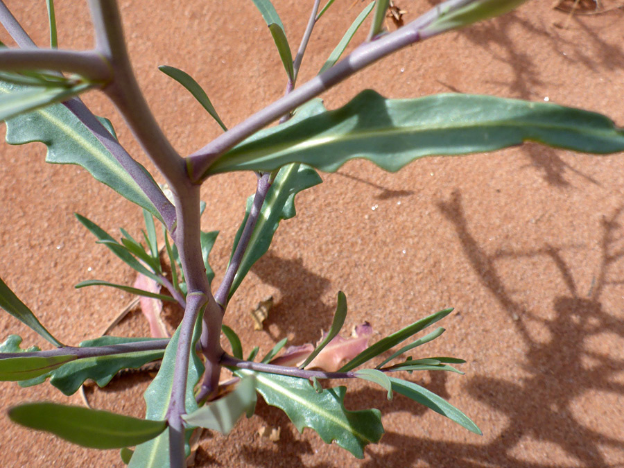 Lower stem leaves