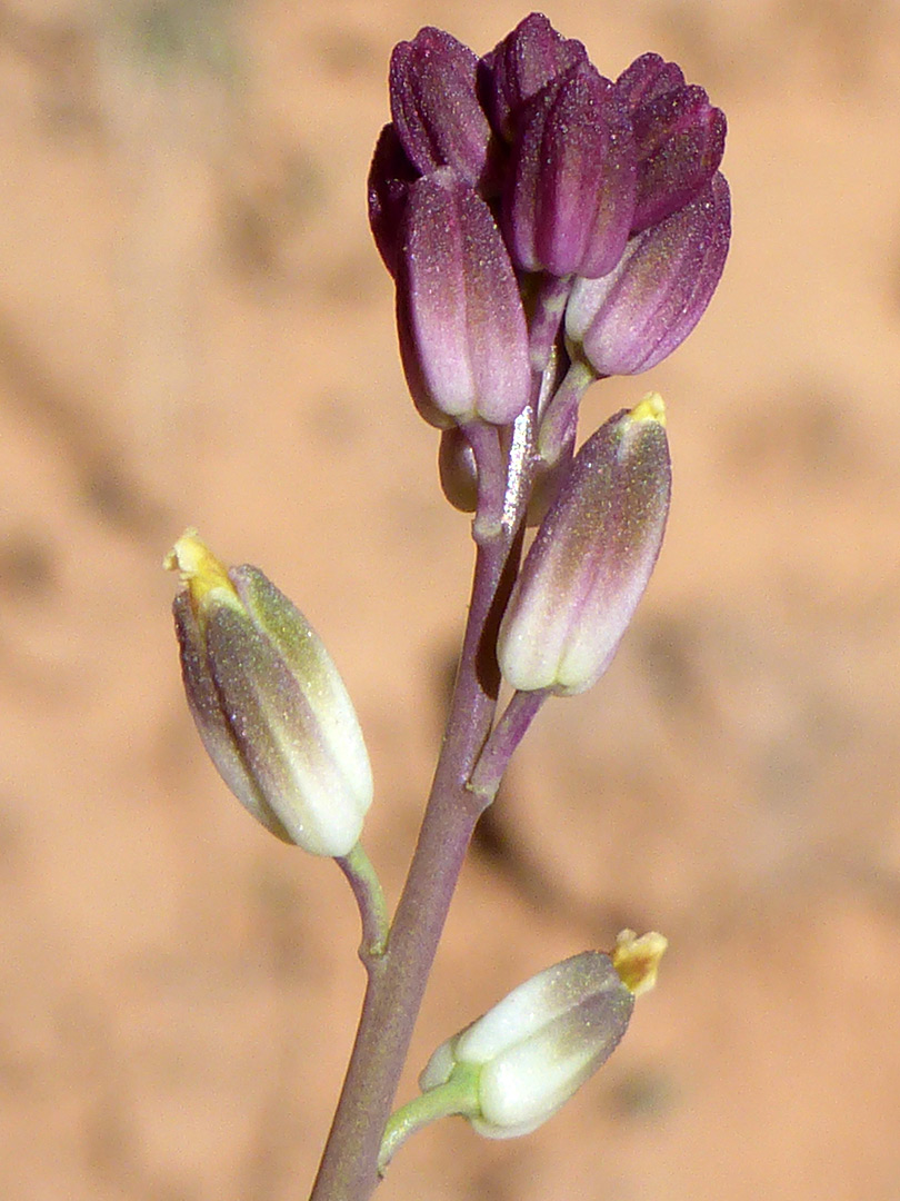 Purplish flowers