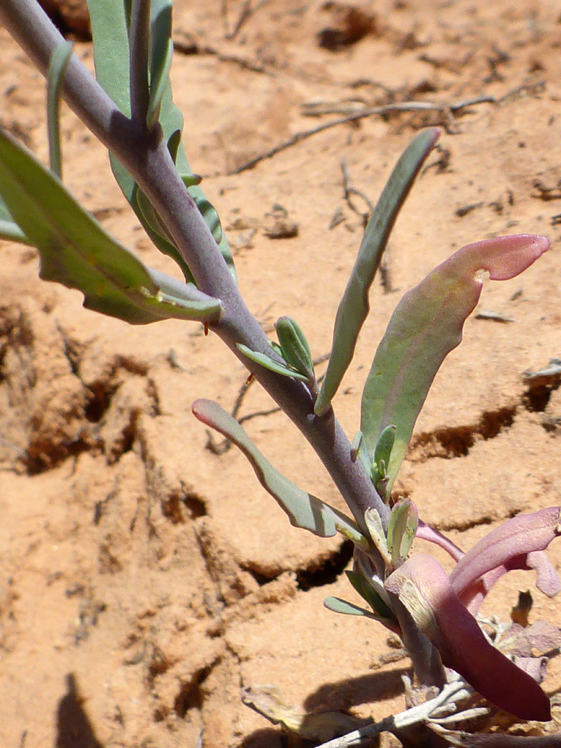 Lower stem leaves