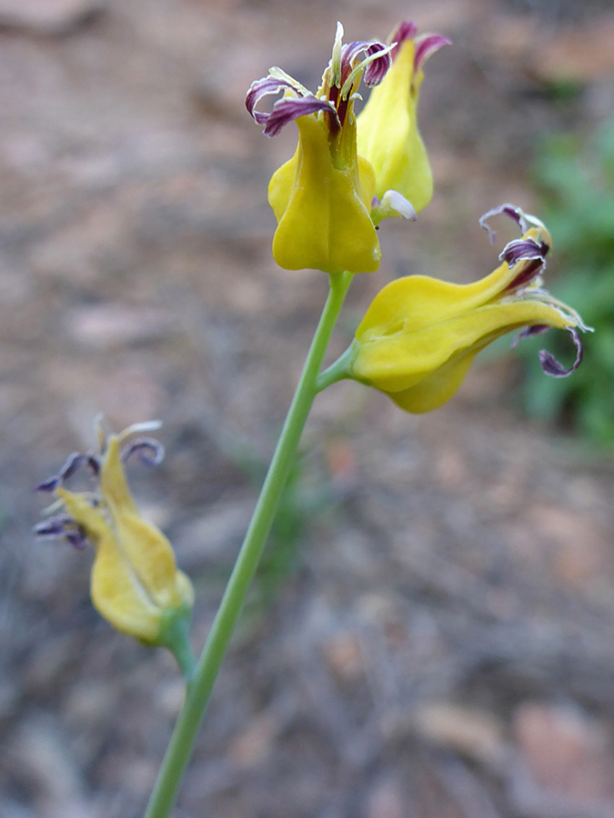 Yellow flowers