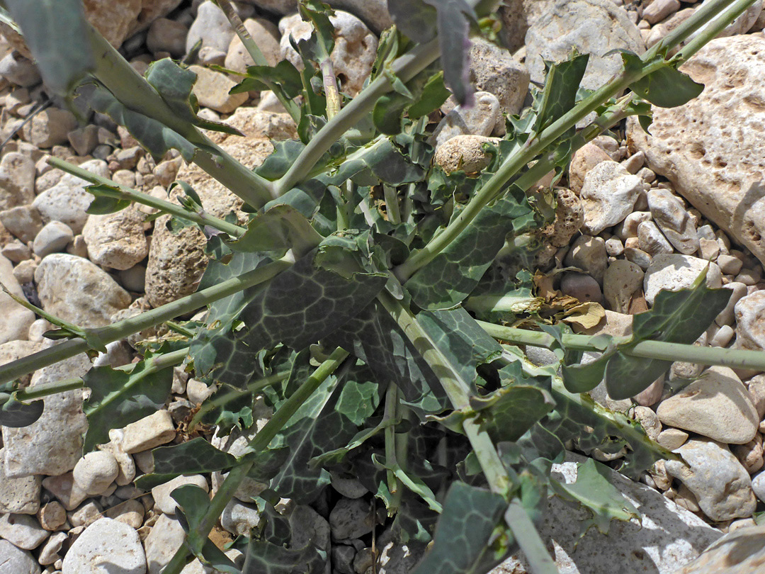 Basal leaves
