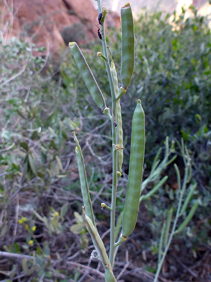 Upwards-pointing pods