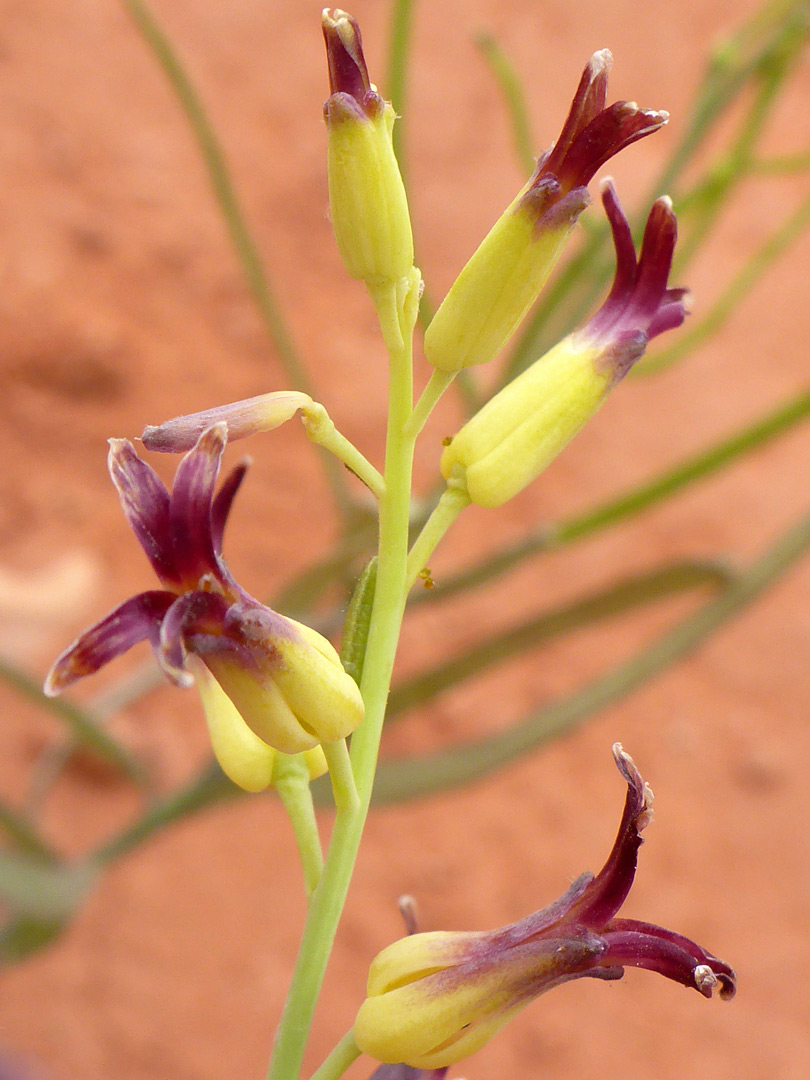 Purple and yellow flowers