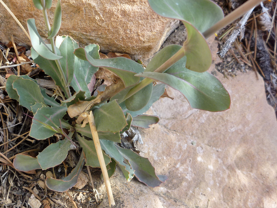 Large leaves