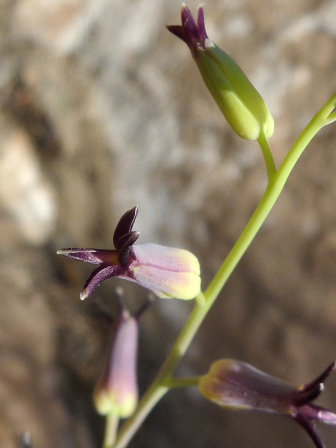 Purple flowers