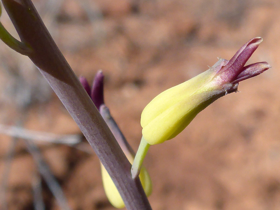 Yellow calyx