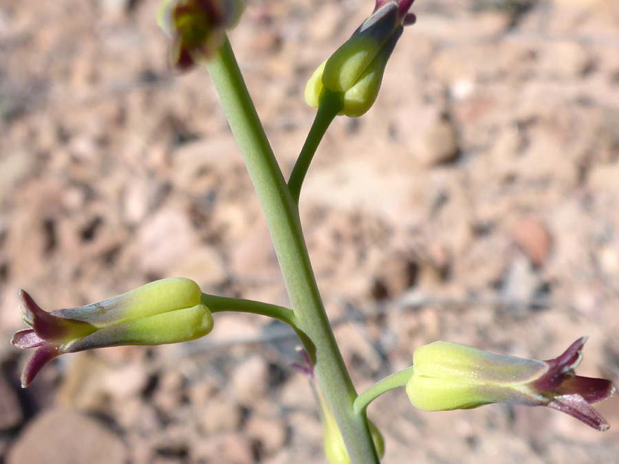 Alternate flowers