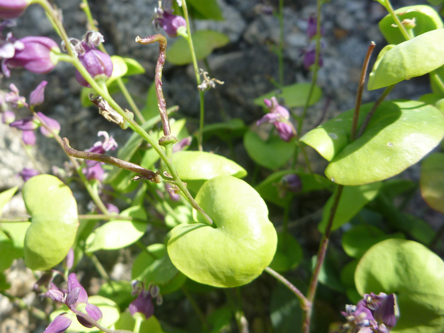 Clasping leaves