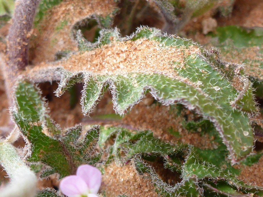 Branched leaf hairs