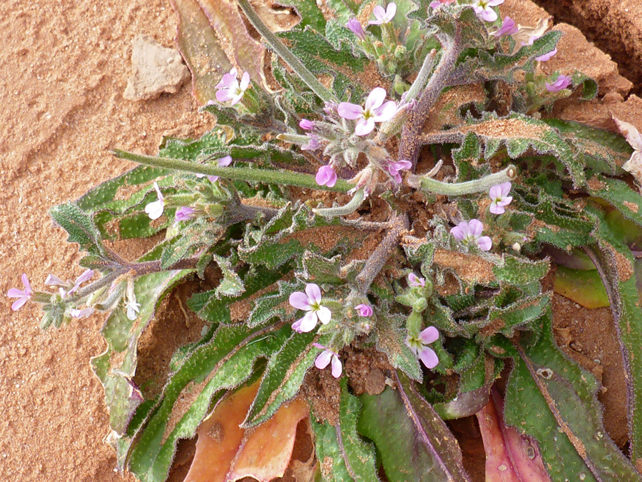 Sandy plant