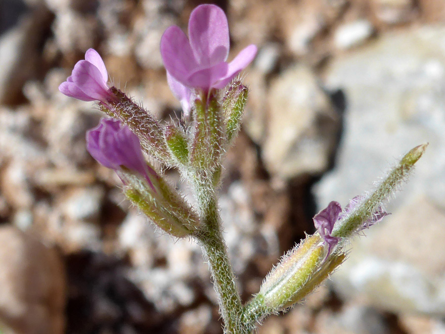 Pink flowers