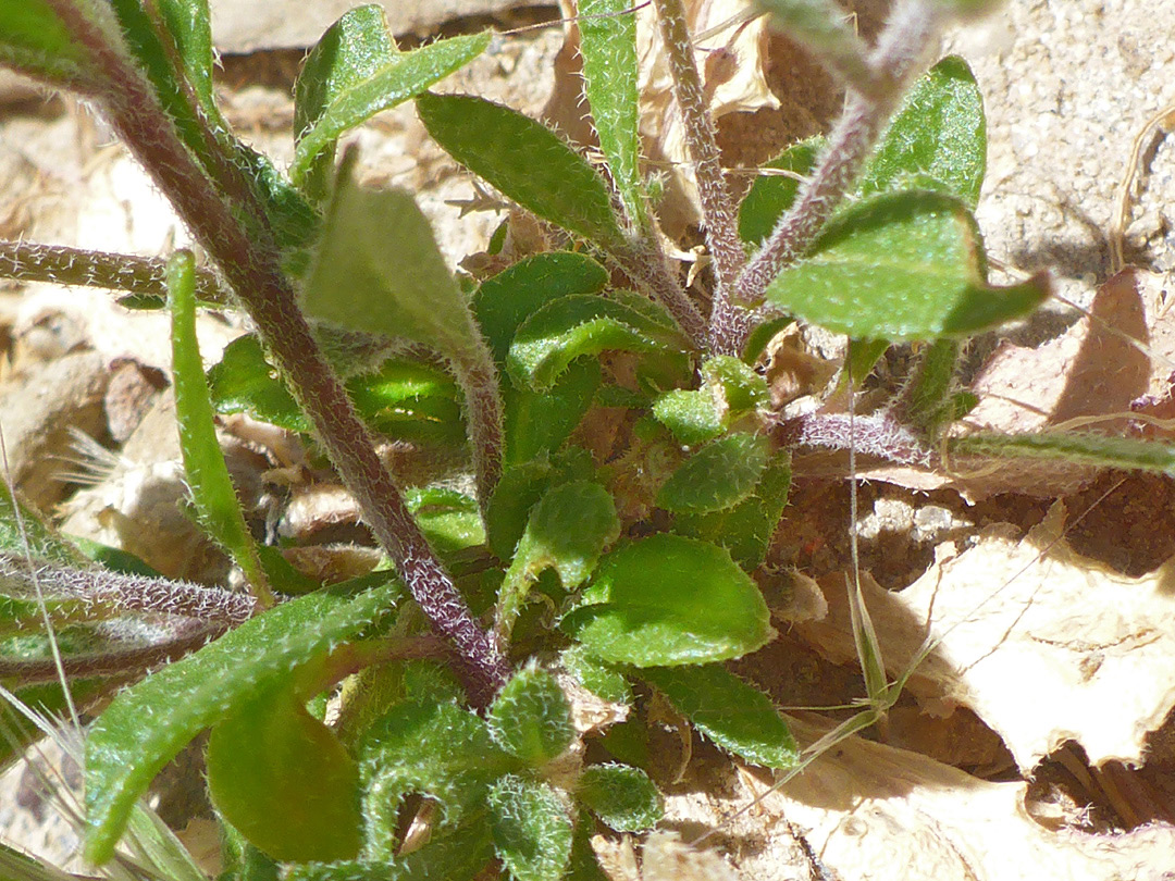 Basal leaves