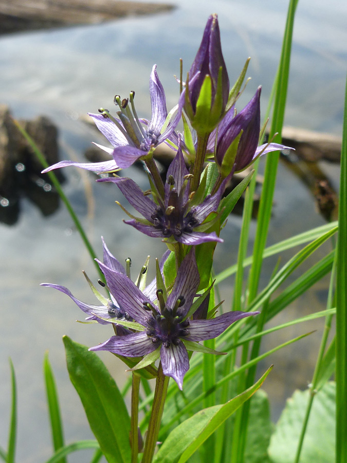 Flowers and bracts