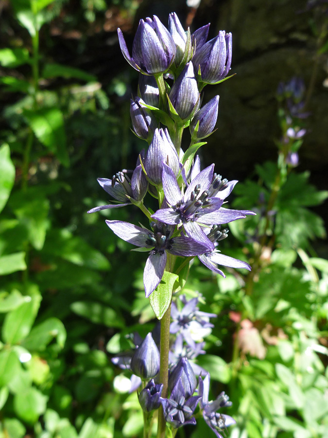 Flower spike