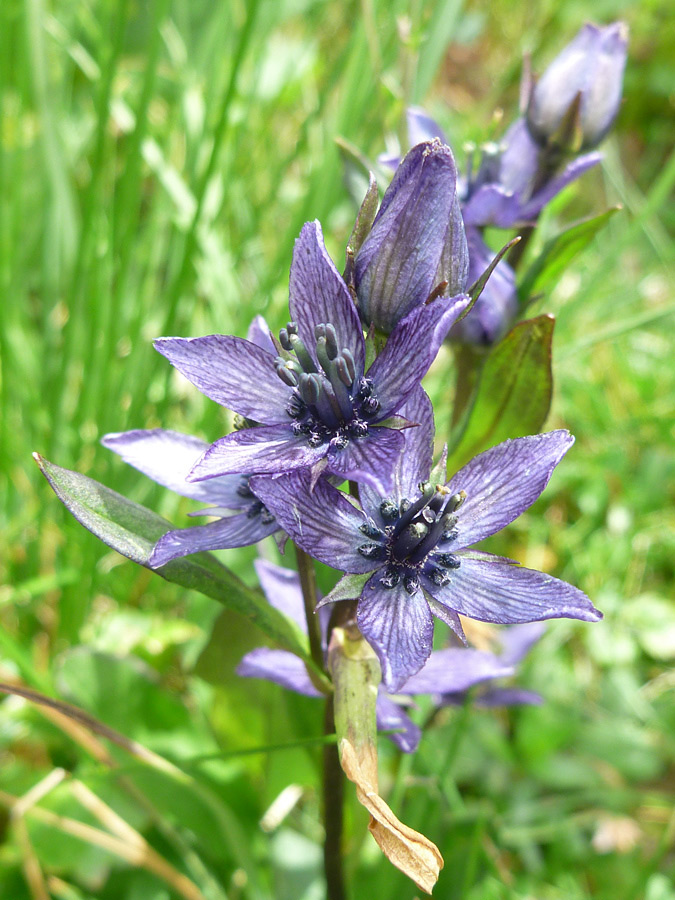 Five-petaled flowers