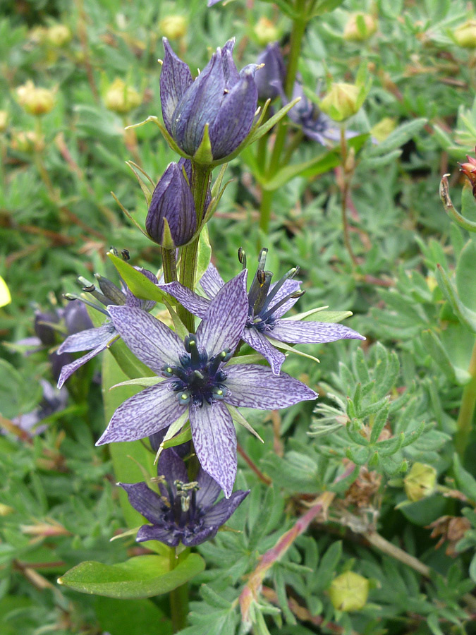 Purple petals