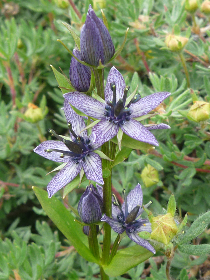 Flowers and buds