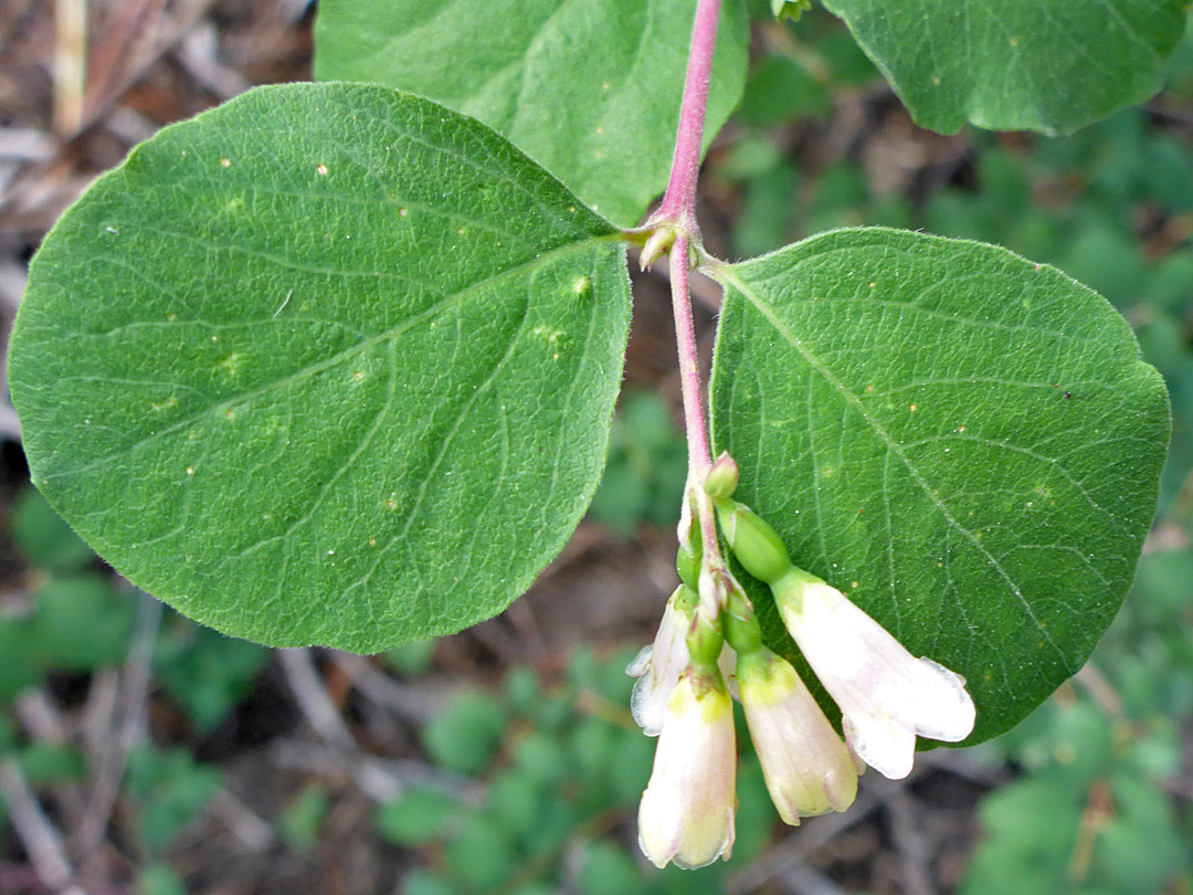 Round leaves