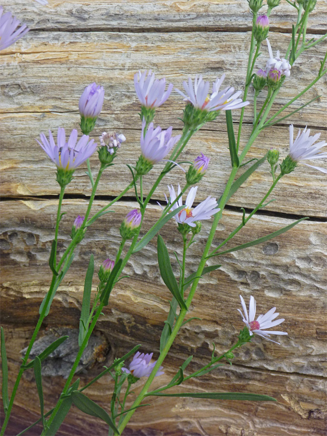 Stems and leaves