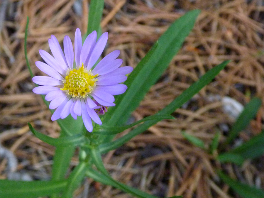 Flowerhead