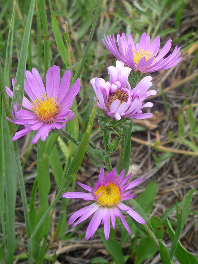 Four flowers