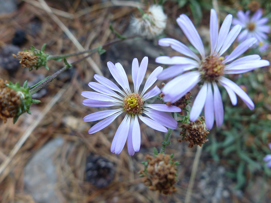 Pale purple rays