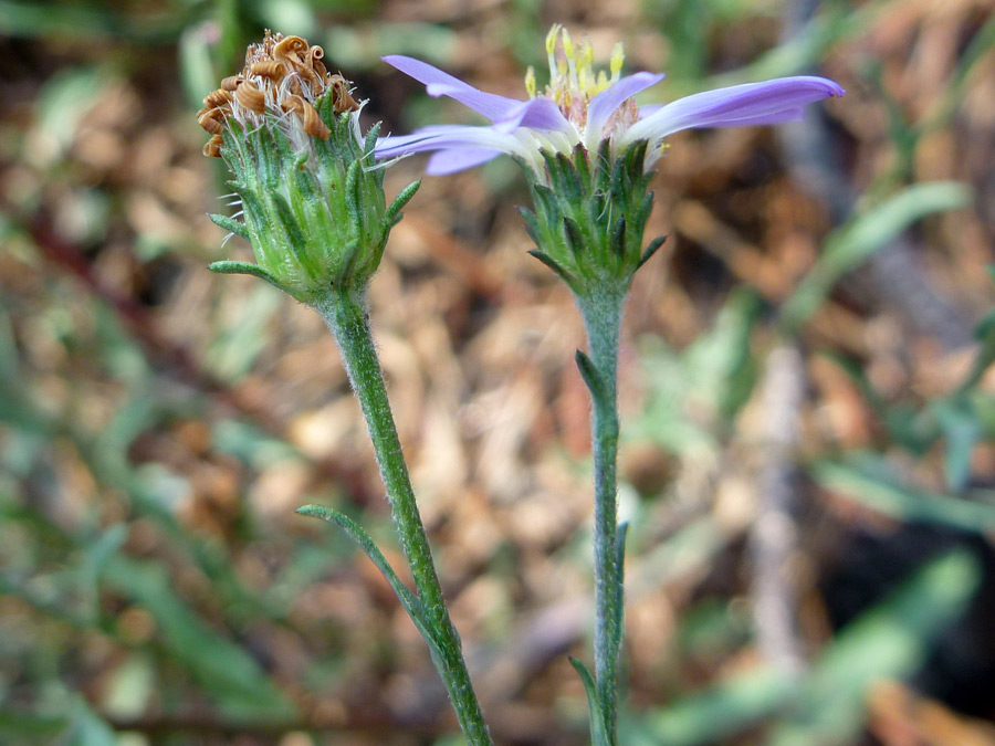 Two flower heads