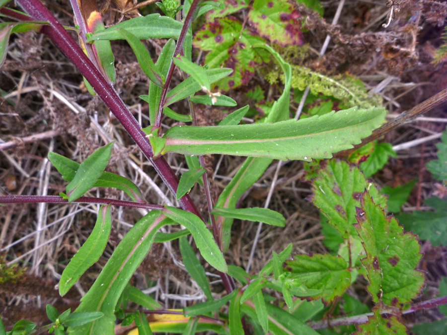 Purple stems and green leaves