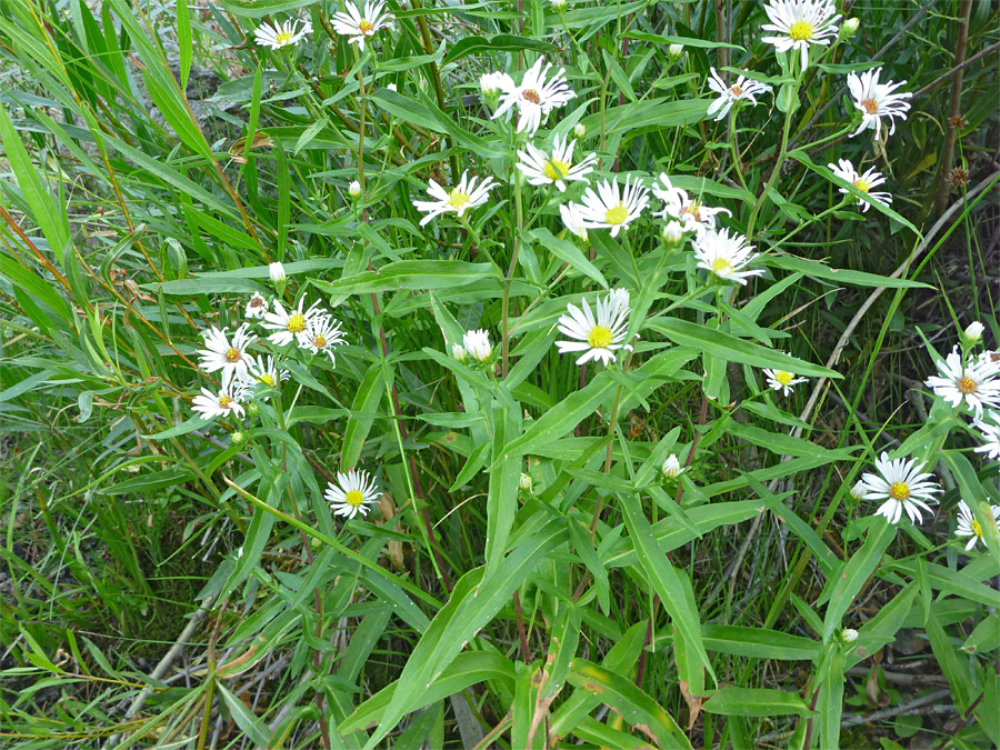 Flowers and leaves