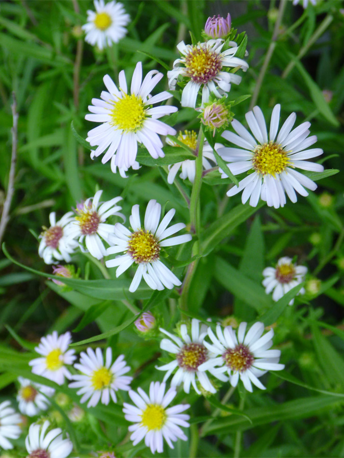 White flowers with yellow centers - pictures of Symphyotrichum Eatonii