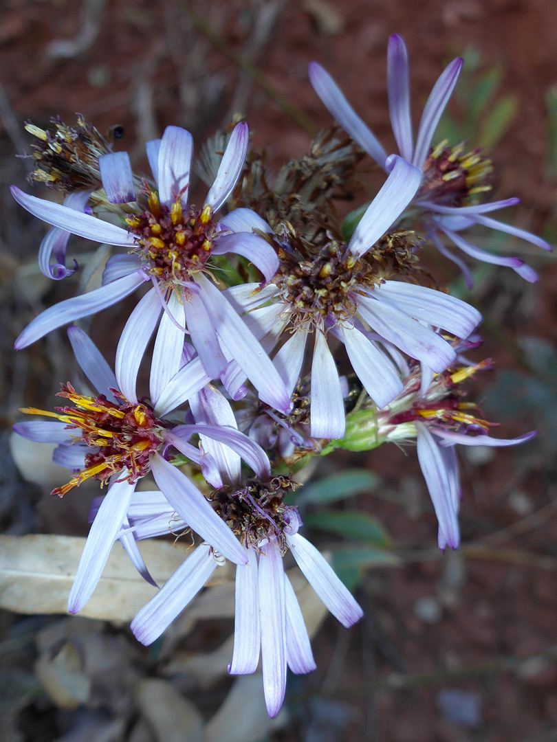 Inflorescence