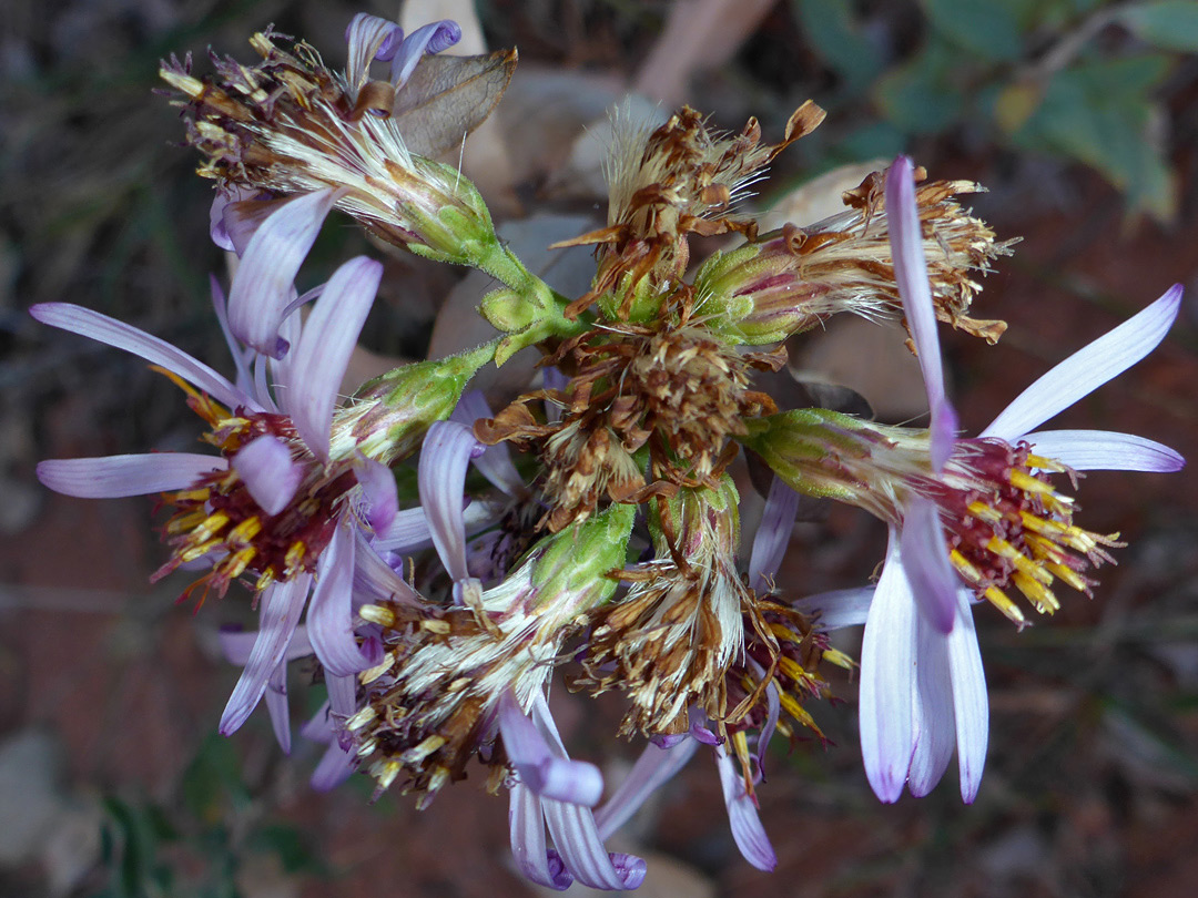 Withered flowerheads