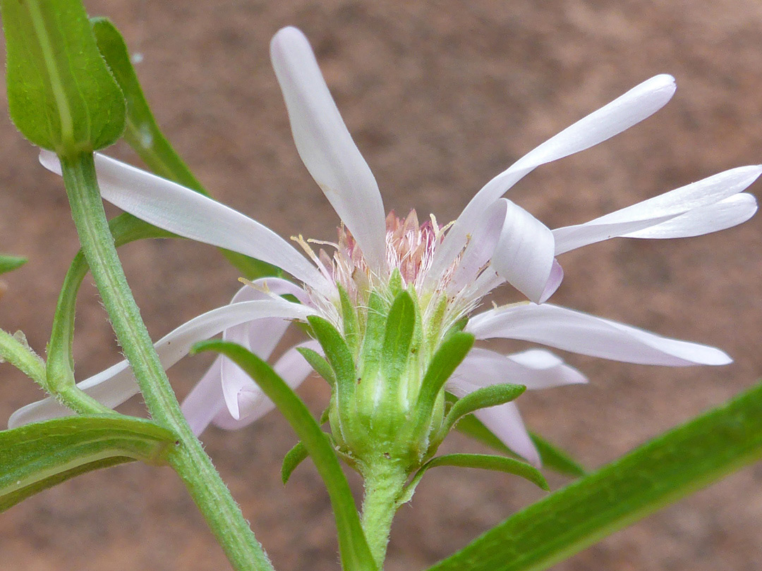 White ray florets 