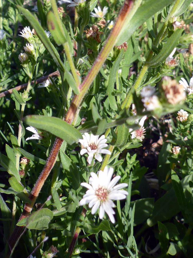 Stems and leaves