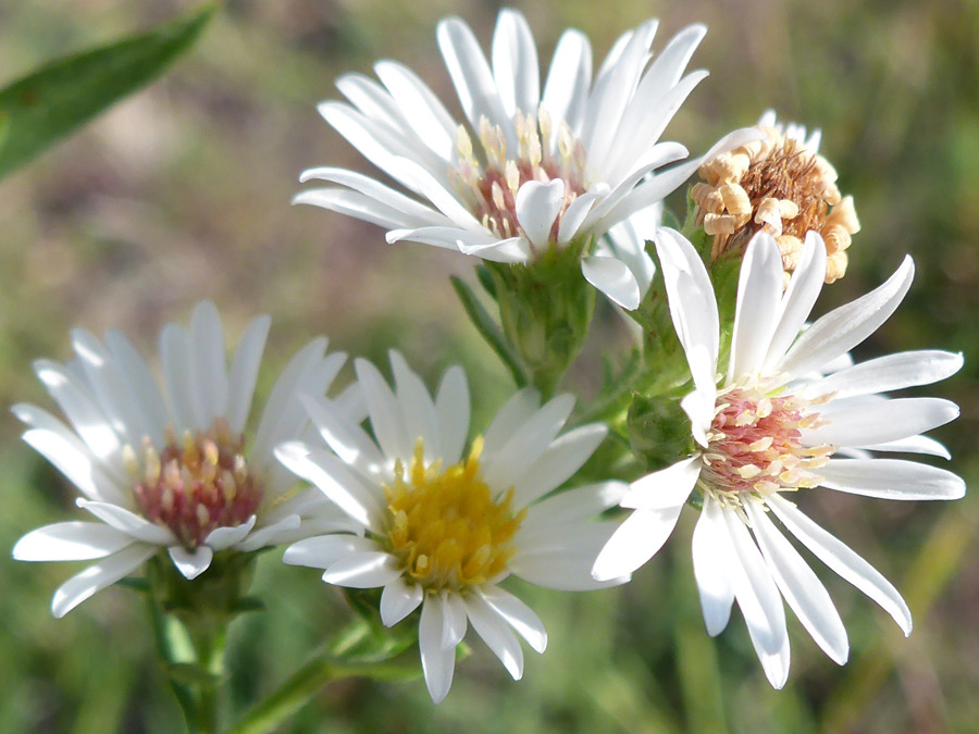 White ray florets