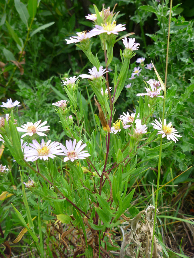 Pinkish-white flowers