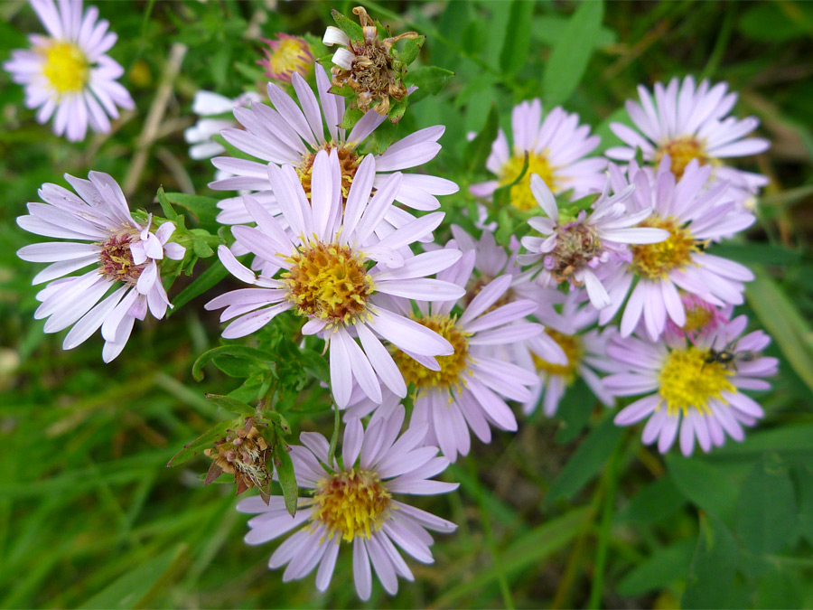 Flowe heads