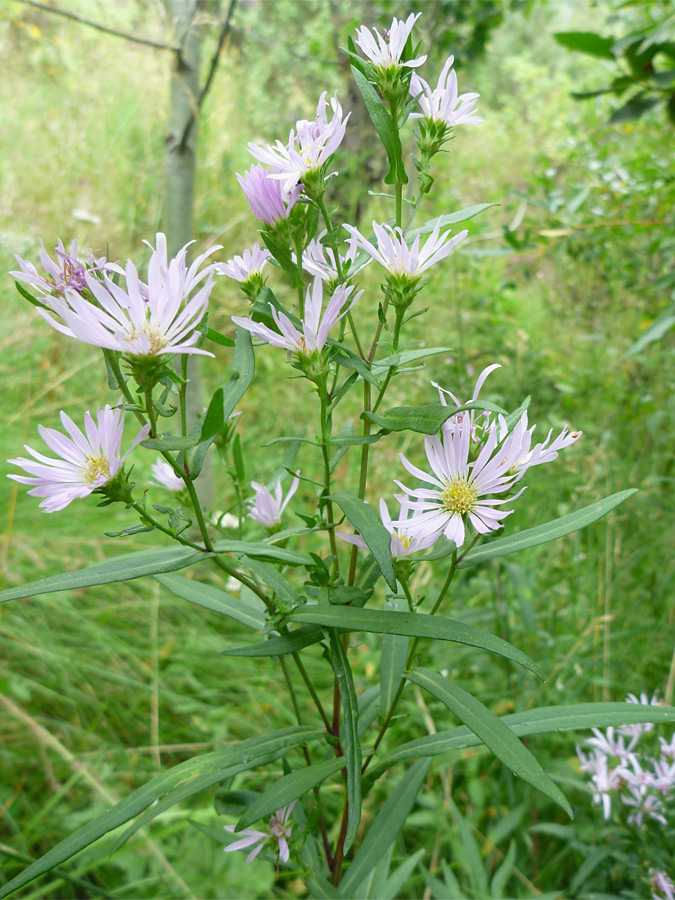 Pale flowers and green leaves