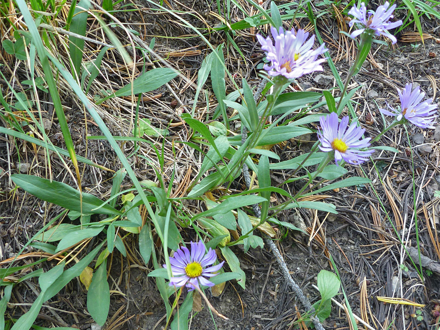 Flowers and bracts