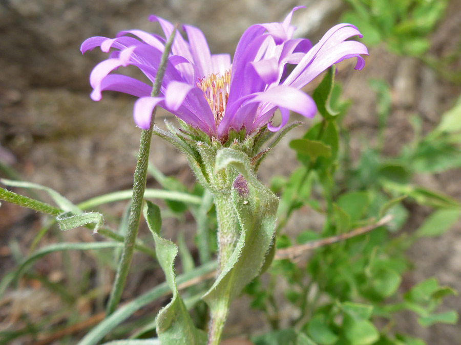 Hairy stem and phyllaries