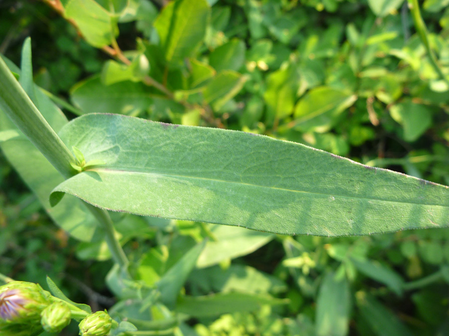 Narrow leaf