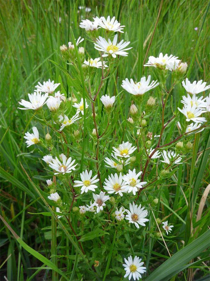 Flowers and stems