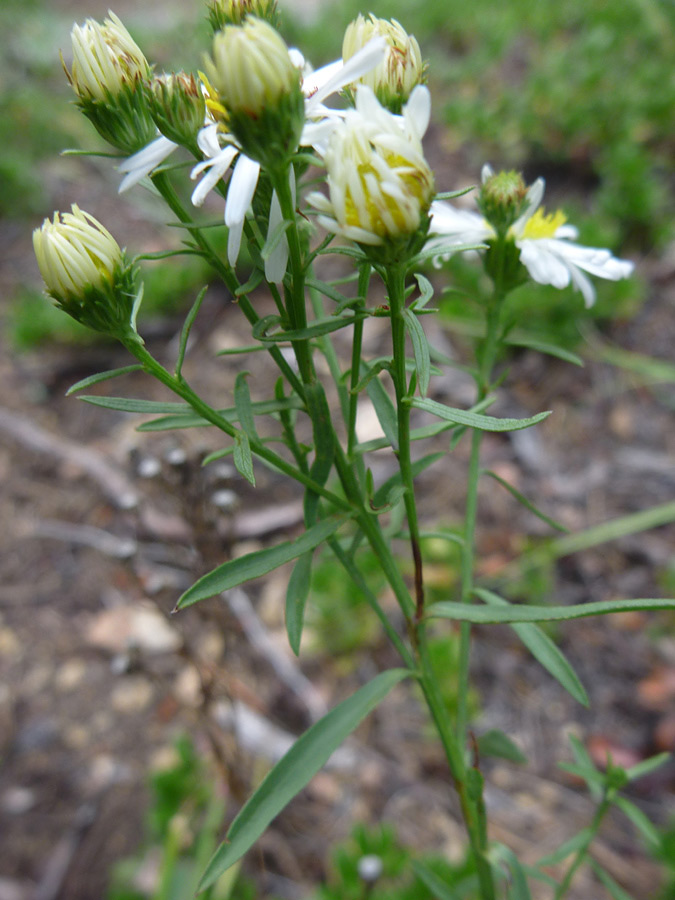 Flowers and stems