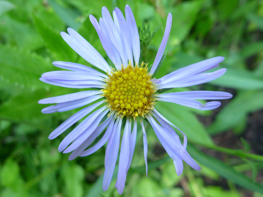 Flower starting to wither